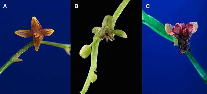 Flower morphology of A. Telipogon lateritium (F. Pupulin 4186, USJ).