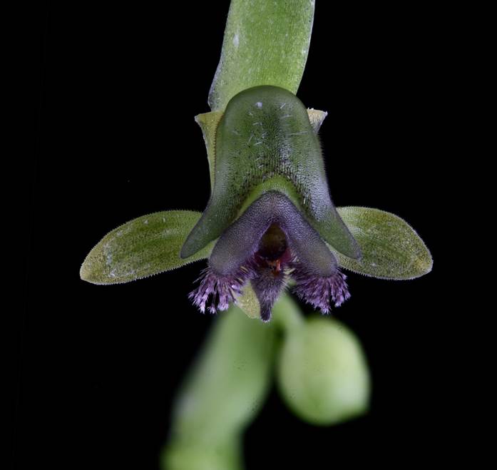 Macrophotography of Telipogon muntzii (D. Bogar�n 14494, JBL).