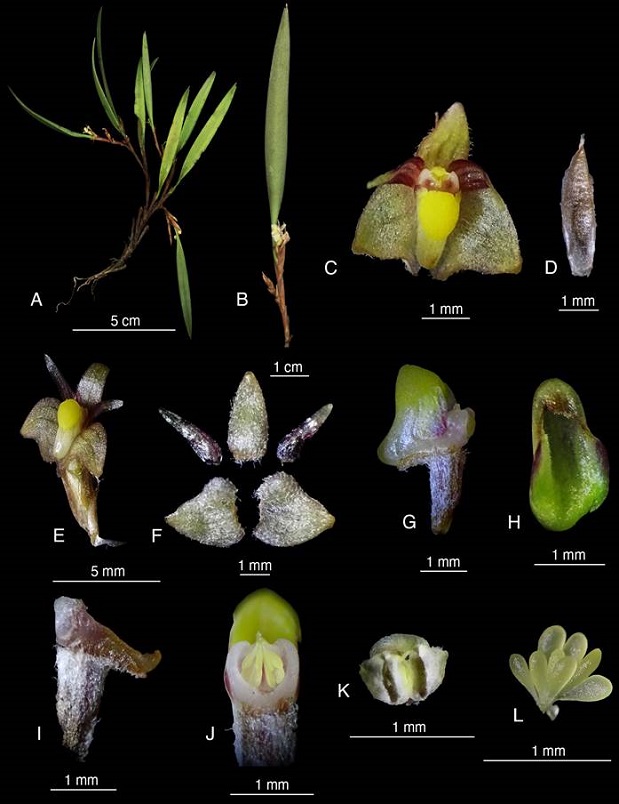Ceratostylis himalaica.