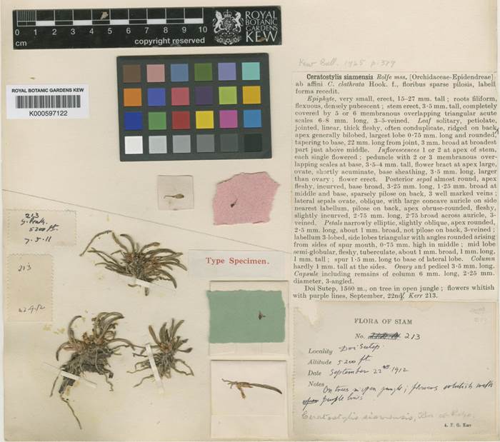 Type specimen of Ceratostylis siamensis from Kew [Barcode no: K000597122].