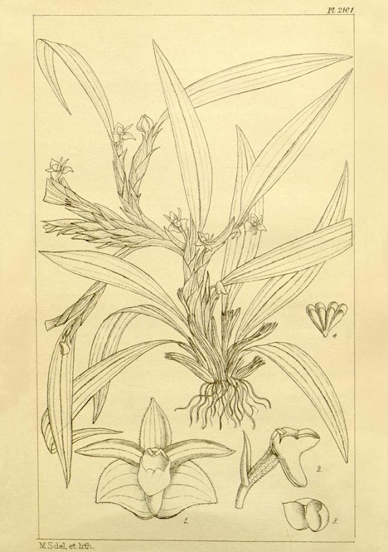 Illustration of Ceratostylis himalaica.