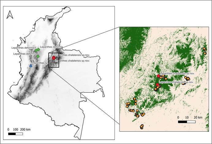 Distribution of related species of Lepanthes chalalensis E.Restrepo & E.Parra, and study area in the Eastern Cordillera of the Colombian Andes. 
