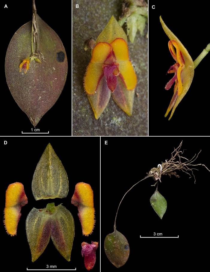 Illustrating images of Lepanthes chalalensis E.Restrepo & E.Parra, in vivo.