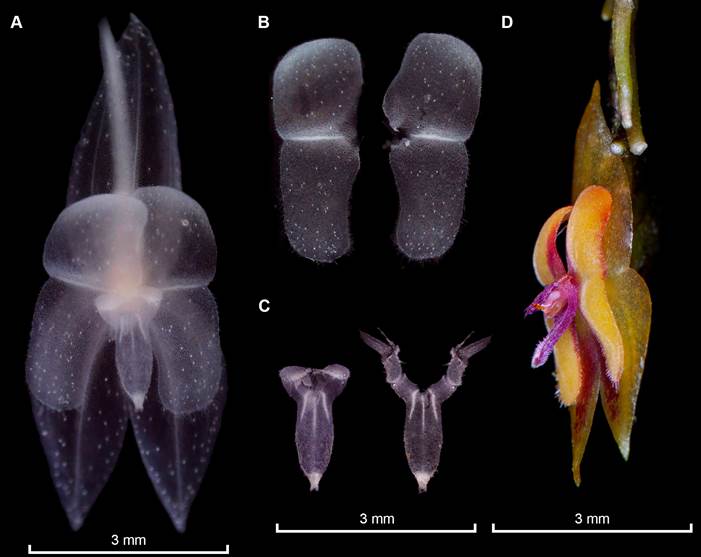 Flower dissection in spirit of Lepanthes chalalensis E.Restrepo & E.Parra.
