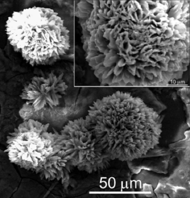 SEM image of cobalt phosphate brain-coral-like structures in sample 1-4. The insert details one of the structures