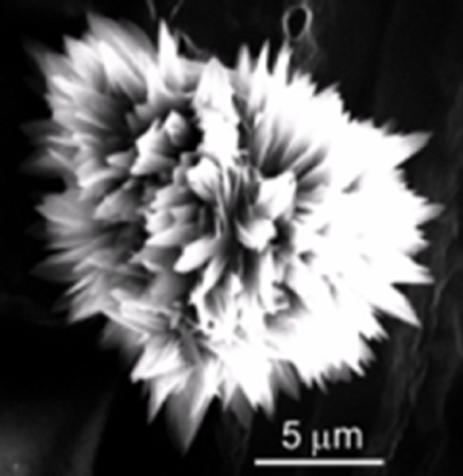 SEM image of a flower-like structure in sample 6-I. Observe the formation of acute petals
