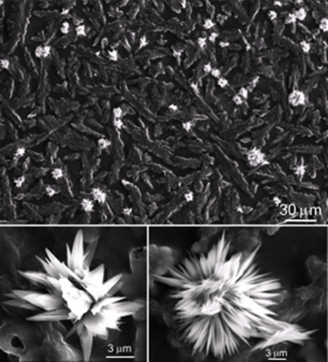 Panoramic SEM image of sample 8-8 showing a flower-like structure garden. Details of the flower-like structures are also shown