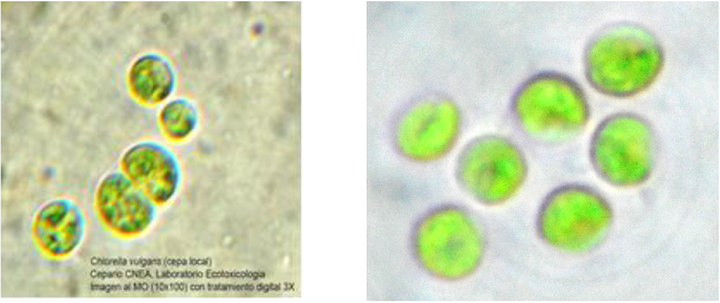 Im&aacute;genes de Chlorella vulgaris. Cepario del Laboratorio de Ecotoxicolog&iacute;a del Centro Nacional de Electromagnetismo Aplicado (CNEA)