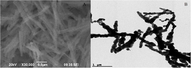 Micrograf&iacute;as obtenidas con (A): MEB, (B): MET de la muestra LAM1 de nanopart&iacute;culas de ZnO