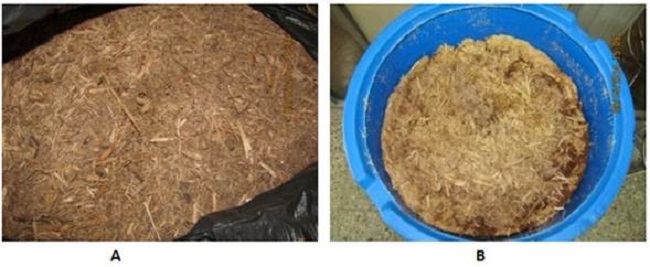 Bagazo seco (A) y modificado por tratamiento qu&iacute;mico (B)