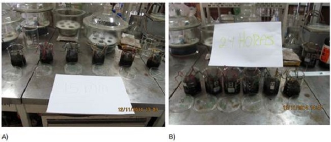 Pruebas est&aacute;ticas de absorci&oacute;n del bagazo: A) Corta (15 min) B) Larga (24 h)