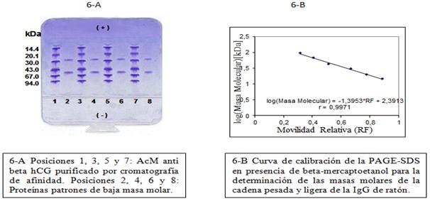 Electroforesis en gel de poliacrilamida en presencia de SDS y beta-mercaptoetanol del anticuerpo monoclonal anticadena beta de la gonadotropina coriónica humana 4G1C5 purificado