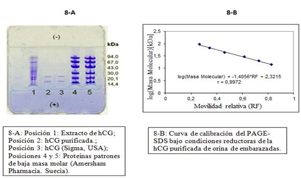 PAGE-SDS bajo condiciones reductoras de la hCG purificada de orina de embarazadas