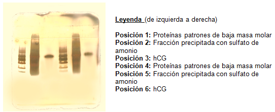 PAGE-SDS bajo condiciones no reductoras y tinción con plata de la hCG purificada a partir de orina de embarazadas