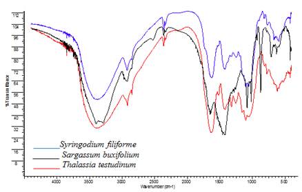 Espectros FT-IR de los bioindicadores estudiados