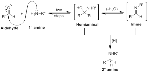 Reductive amination mechanism for the reaction of an aldehyde and a primary amine