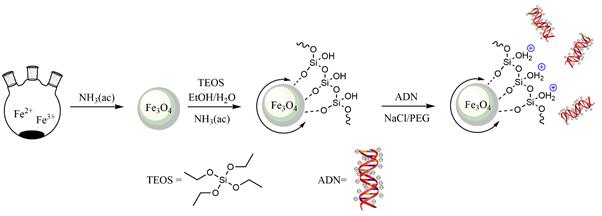 Esquema de separaci&oacute;n magn&eacute;tica: S&iacute;ntesis, recubrimiento, purificaci&oacute;n