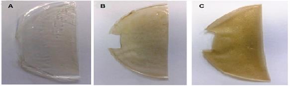 Im&aacute;genes fotogr&aacute;ficas de las membranas M-PVA (A), M-PVA-Z1 (B) y M-PVA-Z2 (C)