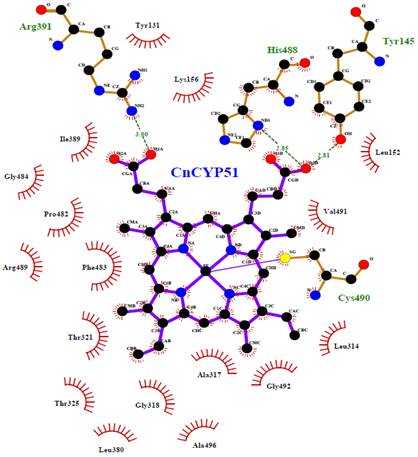 Residues interactions with heme cofactor within catalytic cavity