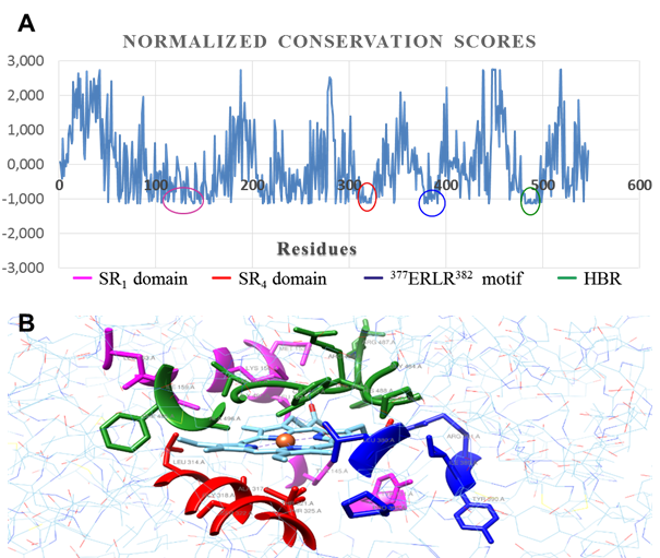 Evolutionary conservation analysis. A: per residue conservation scores (normalized). B: catalytic pocket outlined by conserved regions