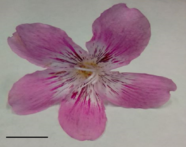 Ceiba pubiflora flower used in the hydroethanolic floral extract, collected in Rio Verde, Goiás State, Brasil in 2020. Bar: 10 cm. Source: Authors, 2020