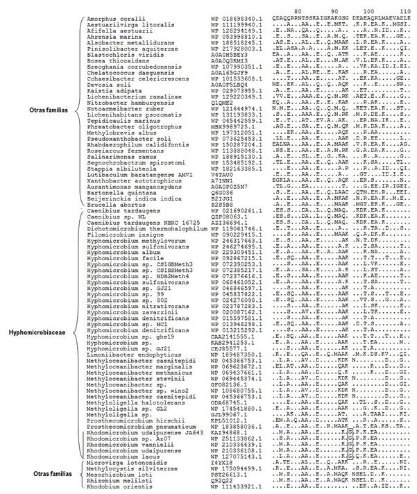 Alineamiento de la prote�na Serina ARNt sintetasa que muestra inserci�n de un amino�cido caracter�stica del g�nero Rhodomicrobium