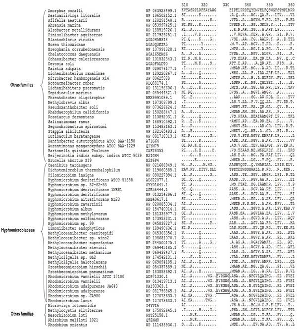 Alineamiento de la prote�na ADN ligasa NAD+ dependiente que muestra inserci�n de seis amino�cidos en Rhodomicrobium vannielii y R. udaipurense, ausente en R. lacus y el resto de las bacterias analizadas