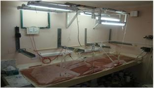 Instalacin donde se llev a cabo el cultivo celular.