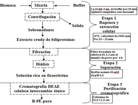 Diagrama de bloque del proceso de obtencin de B-PE.