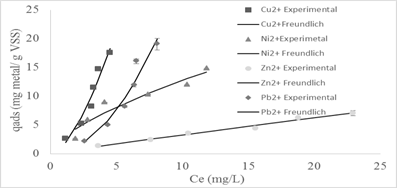 Bioadsorption isotherm and Freundlich bioadsorption model adjustment to 5 days of sludge age