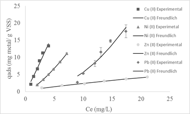 Bioadsorption isotherm and Freundlich bioadsorption model adjustment to 10 days of sludge age