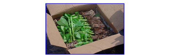 Posturas del plátano Gran enano luego de aclimatación, listas para el cultivo.