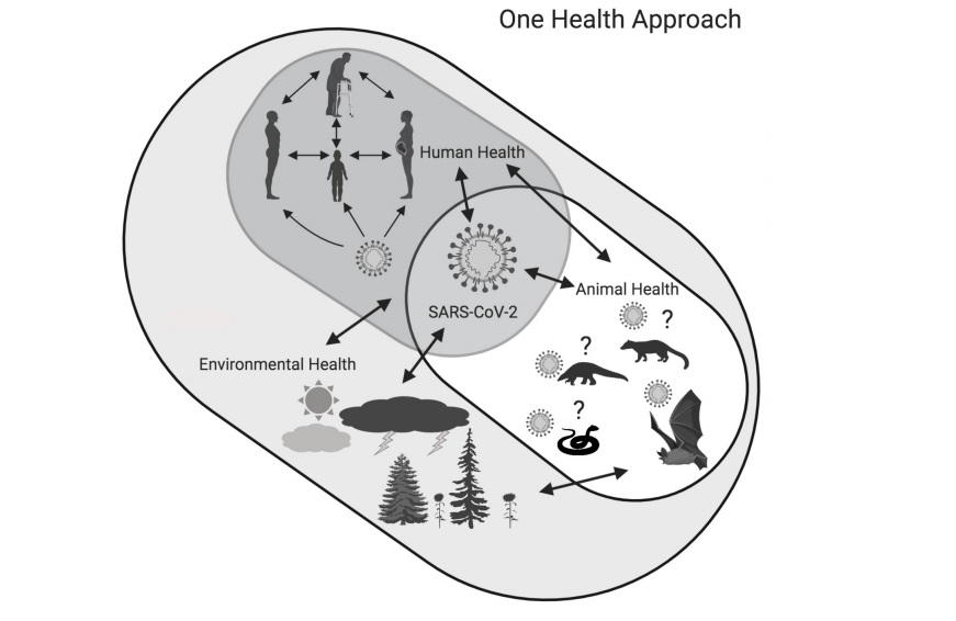 Set representation for the One Health approach in the context of coronavirus disease 2019 (COVID-19) caused by the SARS-CoV-2. Redrawn after Bonilla-Aldana et al
              6. Created with BioRender.
            