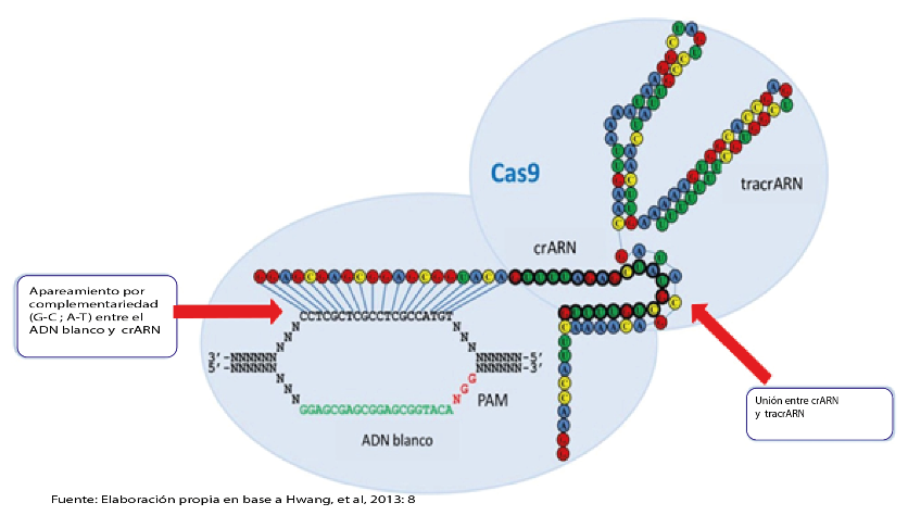 Representaci&oacute;n esquem&aacute;tica de un complejo natural del sistema crispr/cas9 sobre un blanco de ADN