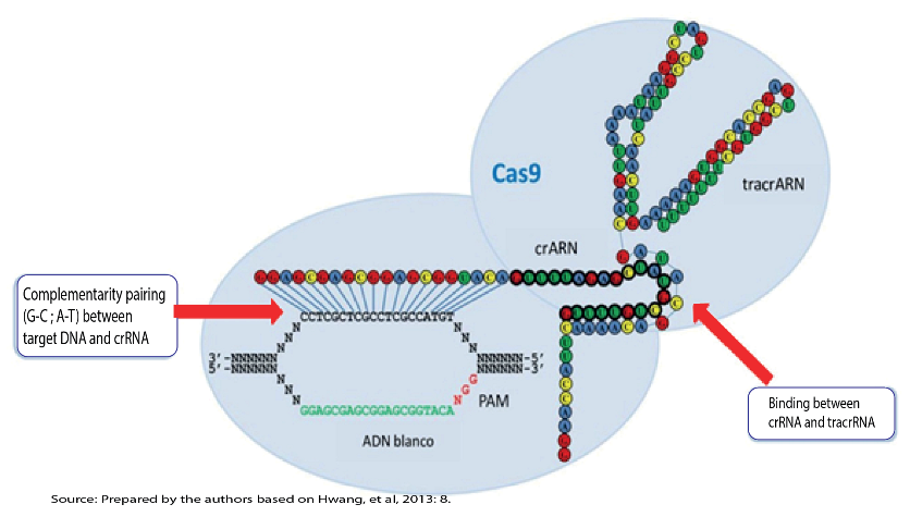 Schematic representation of a natural complex of the crispr/cas9 system on a DNA target.