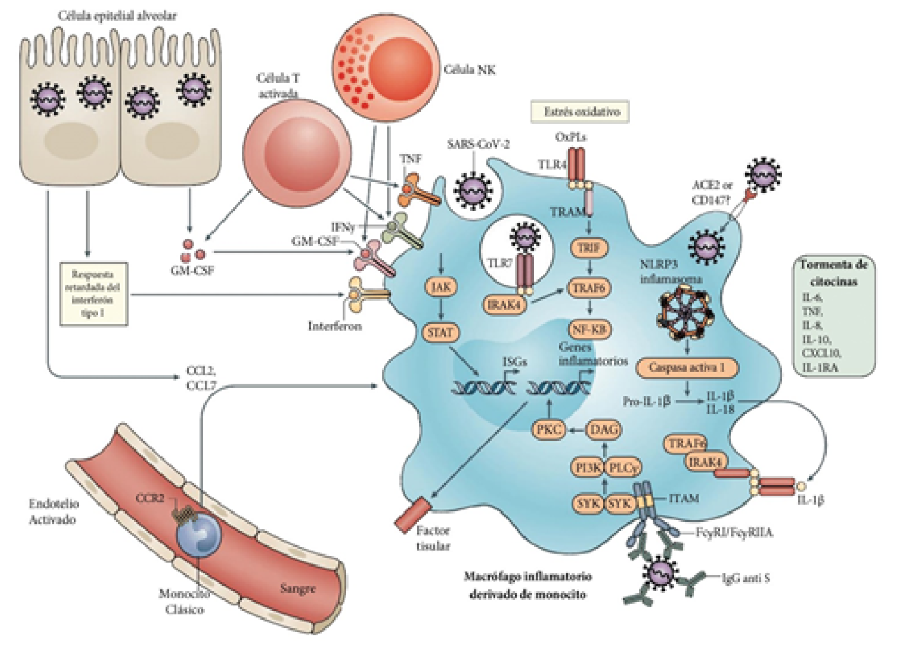 Representación gráfica del desarrollo de la respuesta inmune innata y adaptativa frente al virus SARS-CoV-2. Las NK y linfocitos T activados promueven la activación de macrófagos por la producción de GM-CSF, TNF e IFN?. Los fosfolípidos oxidados (OxPL) se acumulan en los pulmones infectados y activan a los macrófagos mediante TLR4-TRAF6-NF-?B. Los macrófagos activados liberan quimioatrayentes de monocitos, que conlleva al reclutamiento sostenido de monocitos sanguíneos a los pulmones. (Merad 2020, versión traducida con autorización del autor)
6