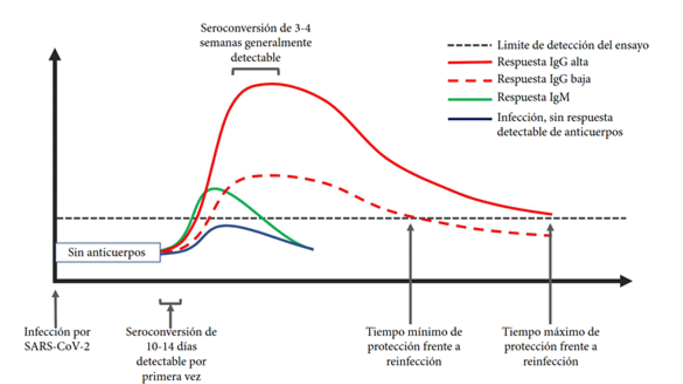 Representación esquemática de la respuesta humoral de la infección por SARS-CoV-2. La seroconversión se produce aproximadamente a los 10 días después del inicio de síntomas. No está claro el momento exacto de la aparición de IgM (línea verde) e IgG (línea roja); la IgG aumenta a partir del día 10 y alcanza un pico máximo dependiendo de la gravedad de la enfermedad y carga viral. (Kellam 2020, versión traducida con autorización del autor)
19