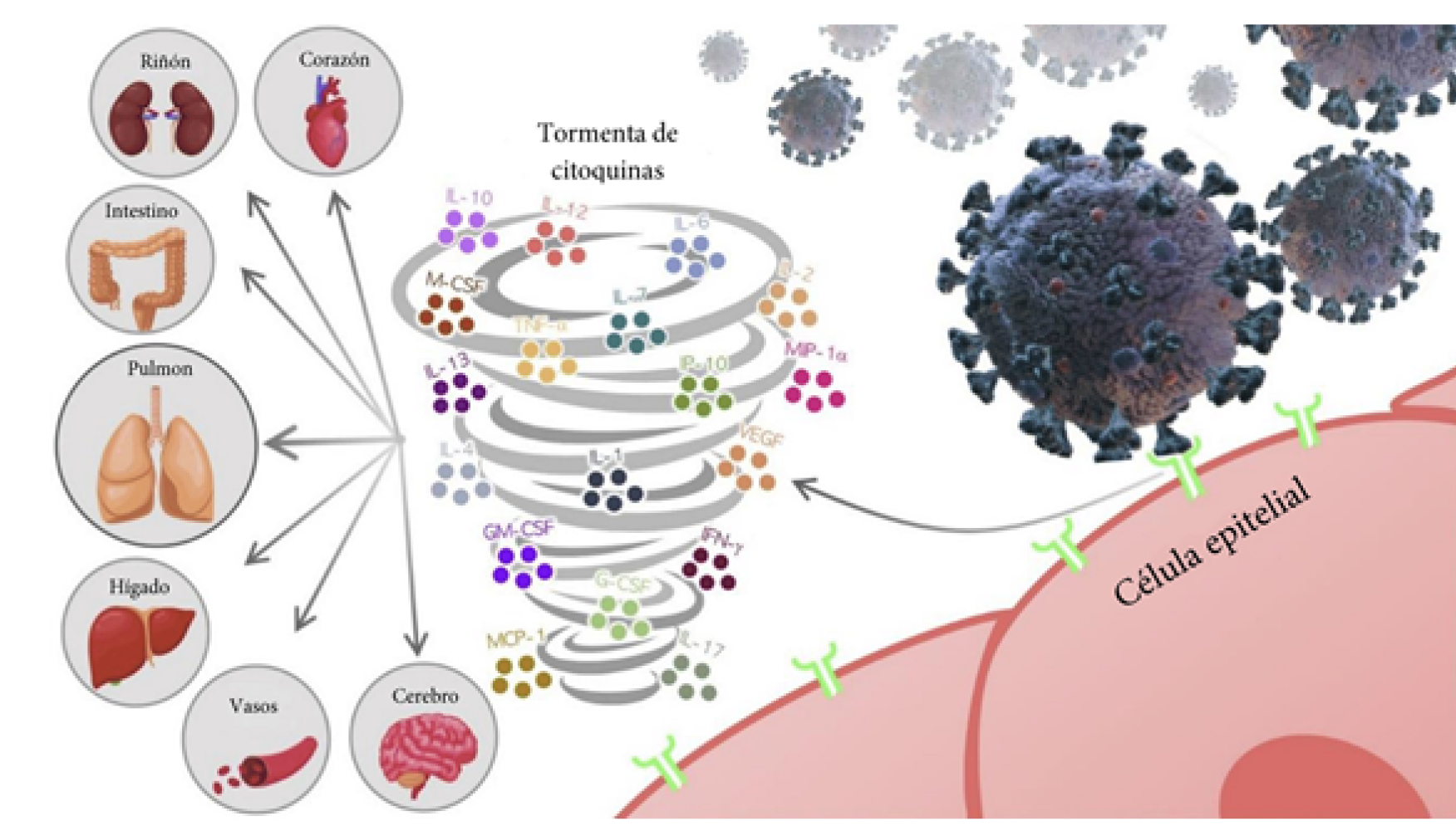 Representación gráfica de la tormenta de citocinas y el daño sistémico con afectación de múltiples órganos. Un desequilibrio de la respuesta inflamatoria, lleva a una retroalimentación descontrolada de las células del sistema inmune con una elevada producción de citocinas proinflamatorias, que comienza en el sitio local y se extiende por todo el organismo. (Costela-Ruiz 2020, versión traducida con autorización del autor)
27