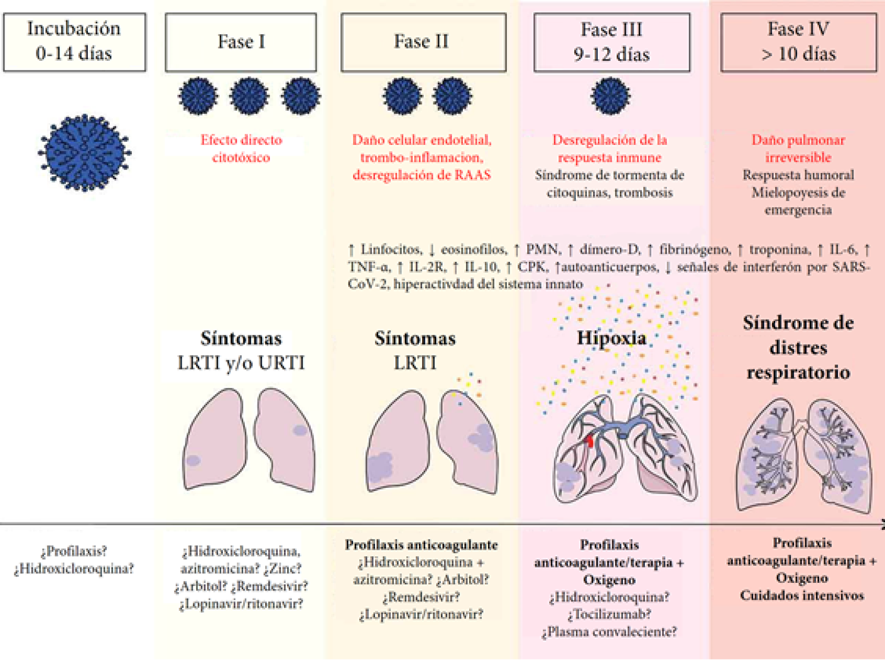 Representación gráfica de la historia natural de la infección por SARS-CoV-2, desde la incubación a una forma grave de la enfermedad. Fase de Incubación; Considerado entre 0 y 14 días. Fase I, caracterizada por una alta viremia, dada la intensa replicación viral lo que produce un efecto citopático directo. Fase II, con descontrol de la respuesta inmune innata, disfunción endotelial con estado pro coagulante que ocluyen vasos del lecho vascular pulmonar. Fase III, Caracterizado por una respuesta inmune descontrolada que condiciona el desarrollo de la tormenta de citoquinas. Fase IV, la alteración de la transferencia alveolar de oxígeno y el deterioro de la capacidad de difusión producen un distrés respiratorio que puede comprometer la vida. (Melenotte 2020, versión traducida con autorización del autor)
28