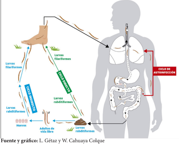 Figura 1. Estrongiloidiasis: ciclo de vida