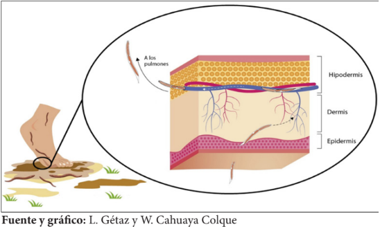 Figura 2. Estrongiloidiasis: modo de transmisin