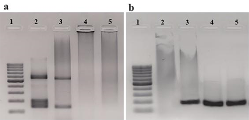Diagrama de flujo de muestras incorporadas al estudio
