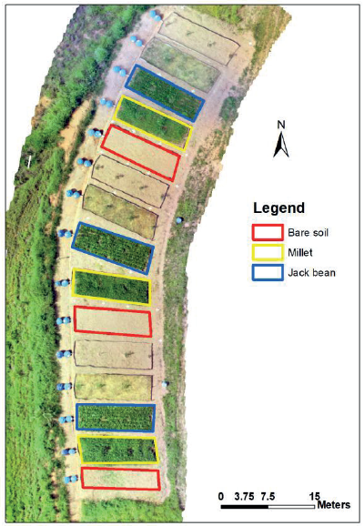 Orthophoto of the experimental plots with the
treatments jack bean, millet, and bare soil