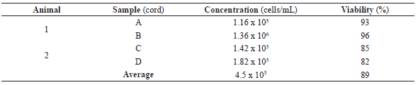 Concentration of isolated mesenchymal stem cells and cell viability per
sample, in cutias (D. prymnolopha,
Wagler, 1831).