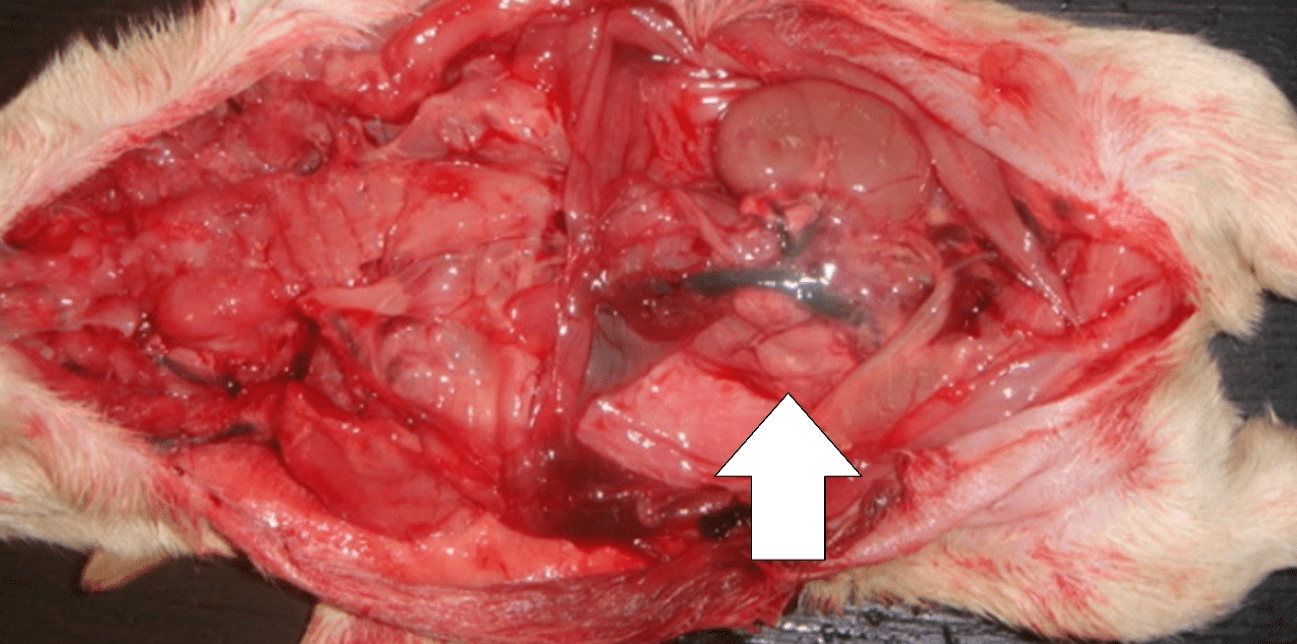 Right
unilateral renal agenesis in a canine neonate.