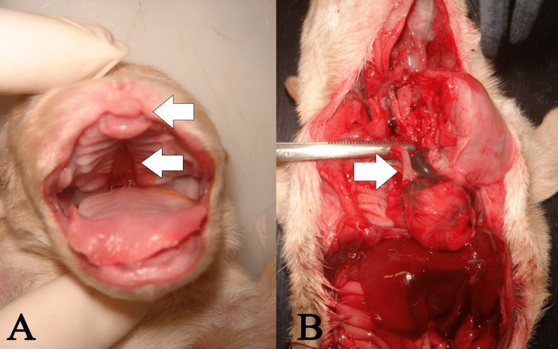 (A) Cleft
lip and cleft palate in a canine neonate. (B)
Hypoplasia of ribs in a canine neonate. A single bony protuberance (arrow) is
observed in the costal arcs.