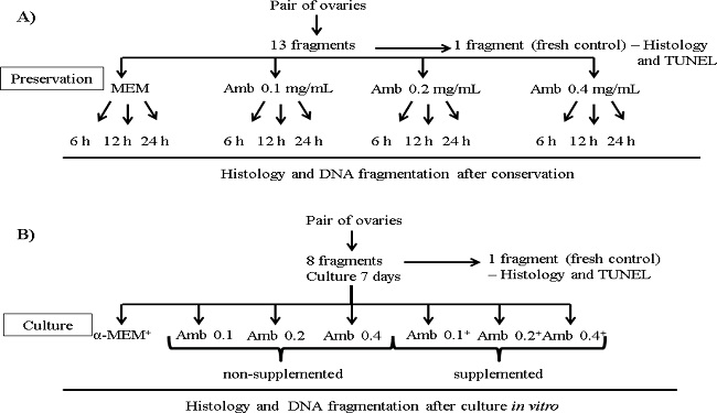 General experimental protocol for in vitro (A)
								preservation or (B) culture of ovine ovarian tissue in
									Amburana cearensis extract. Amb:
									Amburana cearensis.