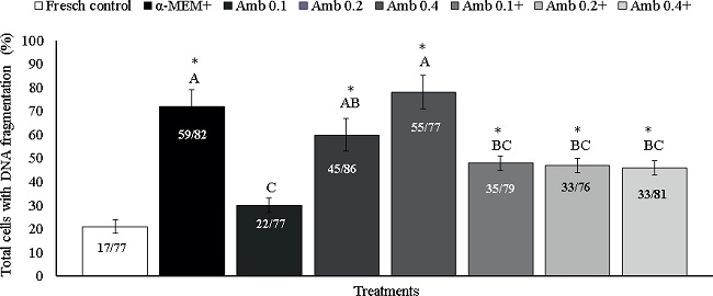 Percentage of TUNEL positive cells (cells showing DNA
									fragmentation) in fresh tissues (fresh control) and after
										in vitro culture in α-MEM+ or
									different concentrations of Amburana cearensis
									extract in the absence (Amb 0.1; 0.2 and Amb 0.4 mg/mL) or
									presence of supplements (Amb 0.1+; Amb 0.2+ and Amb 0.4+ mg/mL).
									*Differs significantly from fresh control (P < 0.05). (A, B)
									Different letters denote significant differences among cultured
									treatments.