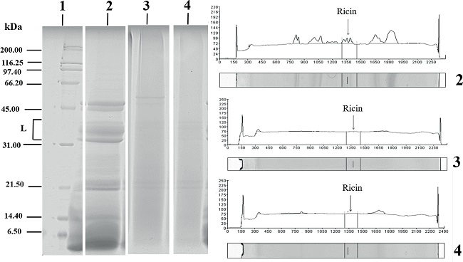 Electrophoretic characterization of castor cake proteins treated with
different chemical products. 1: Molecular weight marker (kDa); L:
Lectins; 2: Crude castor cake; 3: Detoxified castor cake
Ca(OH)2; 4: Detoxified castor cake NaOH.