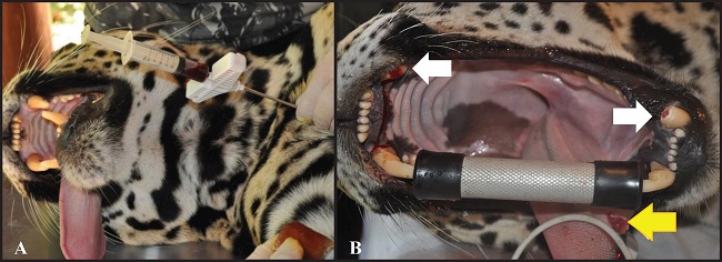 Photos of captive Panthera onca individuals
								chemically restrained with a combination of tiletamine, zolazepam,
								detomidine, and atropine with doses calculated by means of
								interspecific allometric scaling. A - Collection of sternum bone
								marrow by means of aspiration with appropriate cannula. B -
								Assessment of the oral cavity for periodontal disease, coronal
								fractures in fangs with exposure of the dental pulp (white arrows),
								and tongue laceration (yellow arrow).